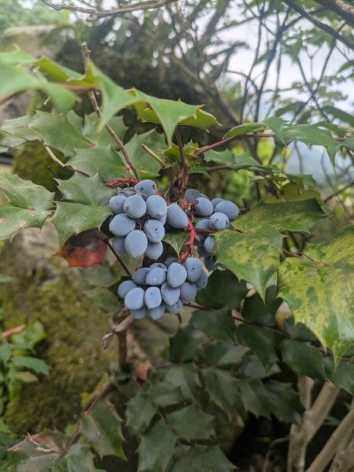 宜蘭分署提供竹子山十大功勞(宜蘭分署拍攝)